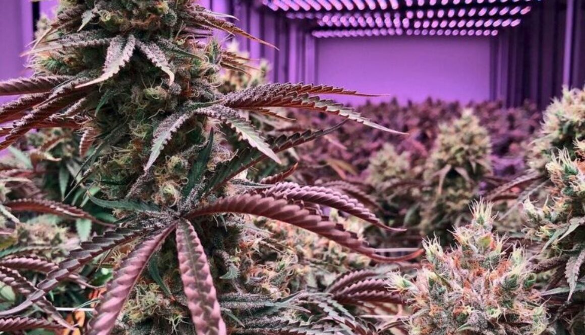 understanding-hemp-derived-thc-what-it-is-and-how-it-differs-from-traditional-thc