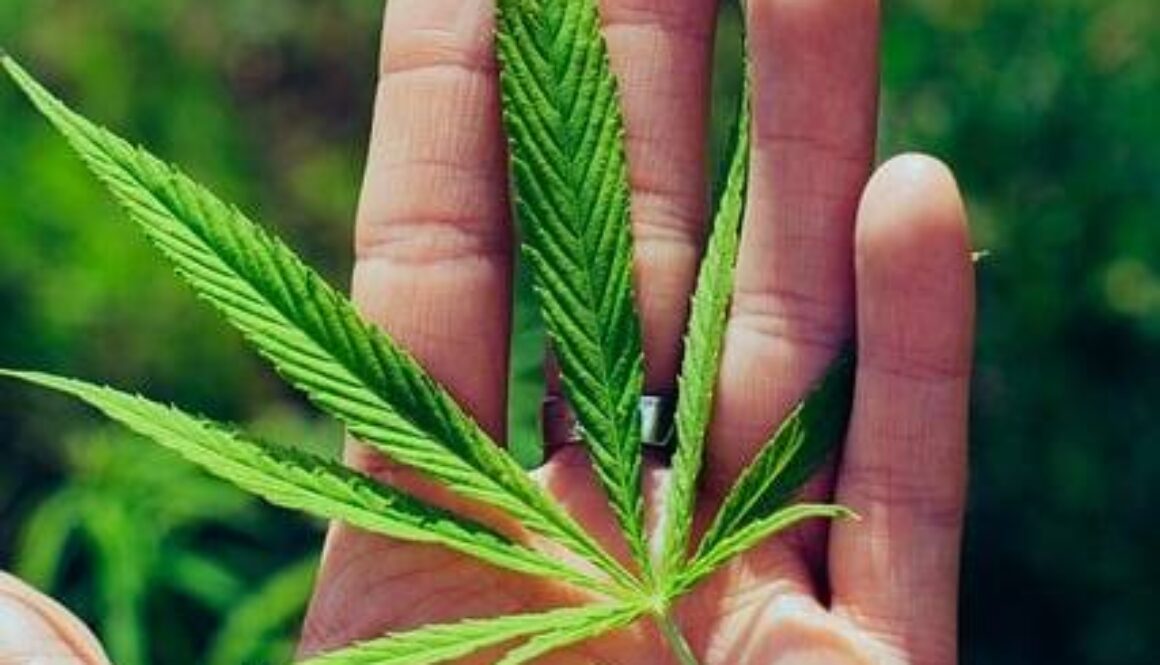 thc-free-options-understanding-the-benefits-of-broad-spectrum-and-cbd-isolate