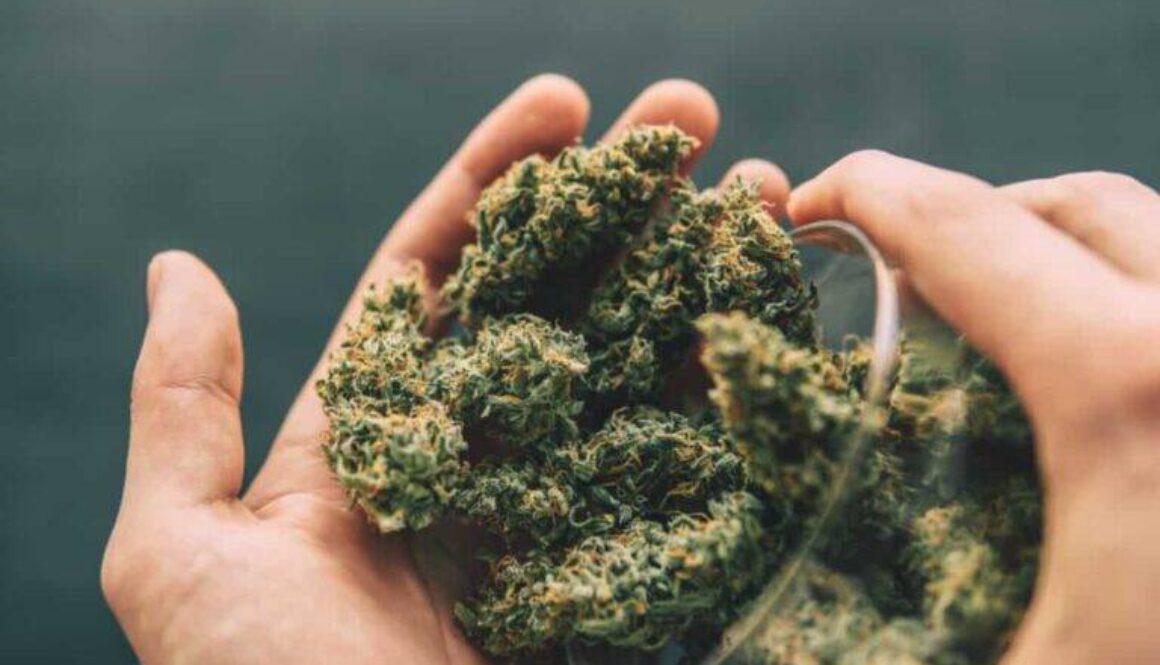 cbd-flower-feel-better-naturally-your-friendly-guide-to-natures-healing-magic