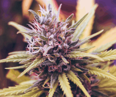 relax-naturally-with-cbd-flower